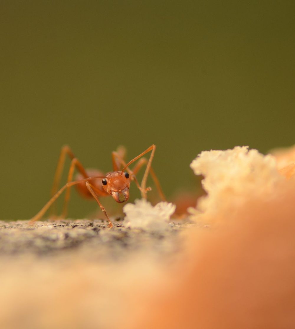 Close-up of an ant, one of the most common household pests in Utah