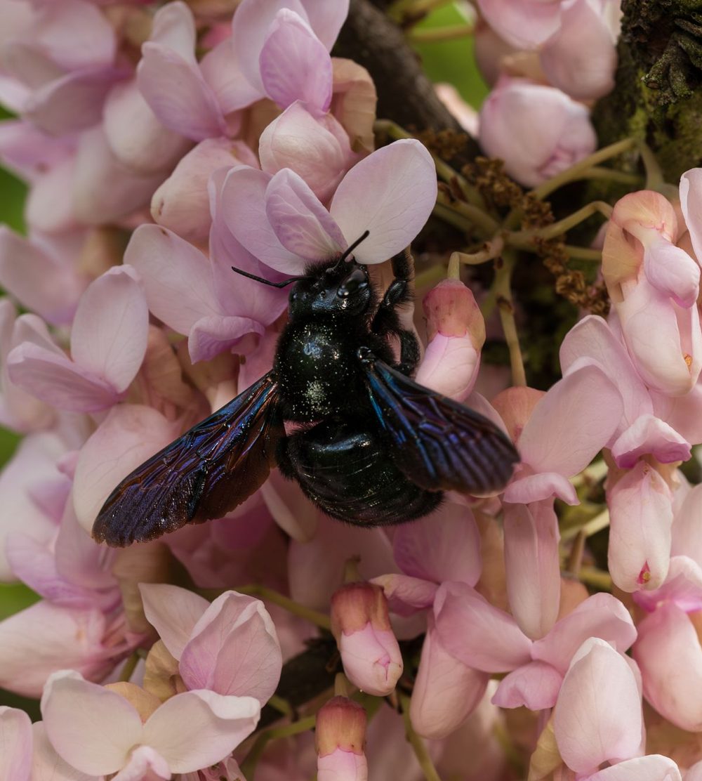 Black carpenter bee on a blossoming tree