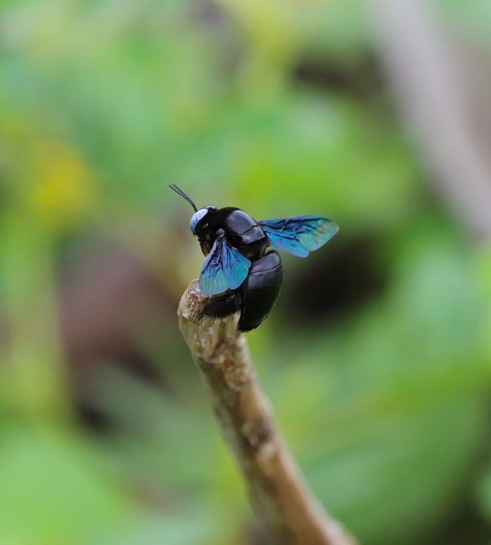 Carpenter bee resting on a branch