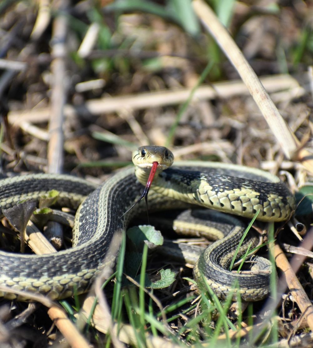Garter snake in dry grass
