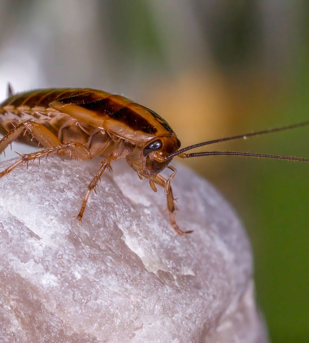 Close-up of a German cockroach