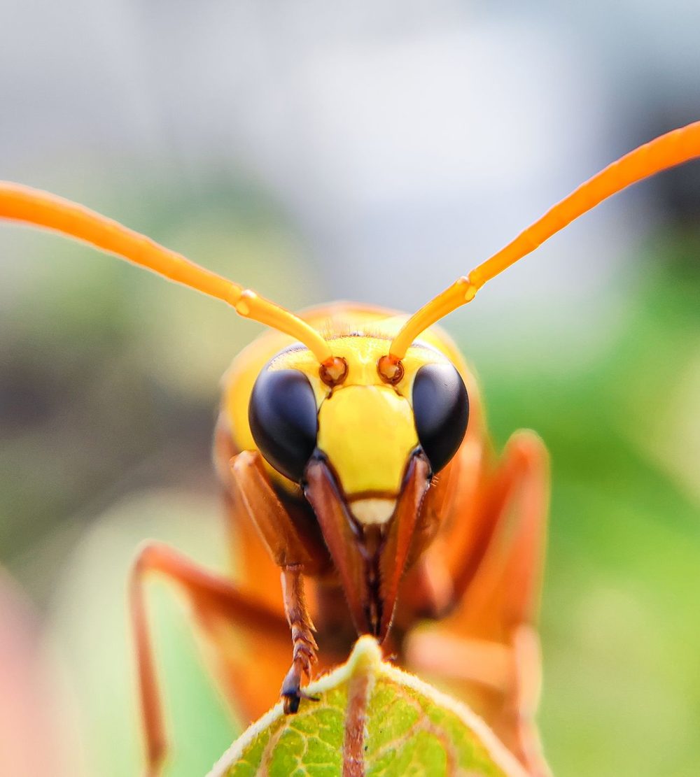 Close-up of a hornet