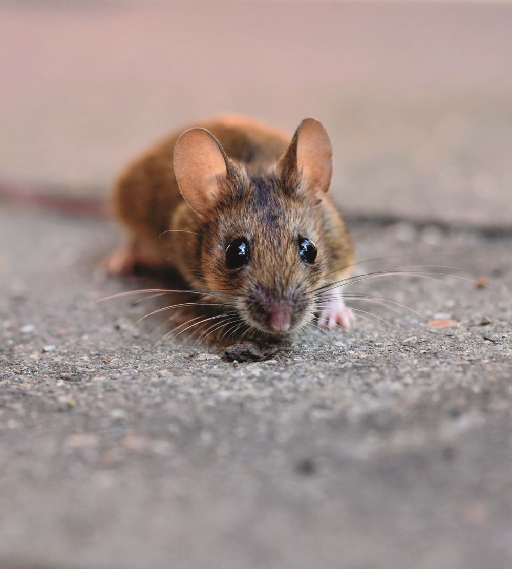 Close-up of a house mouse