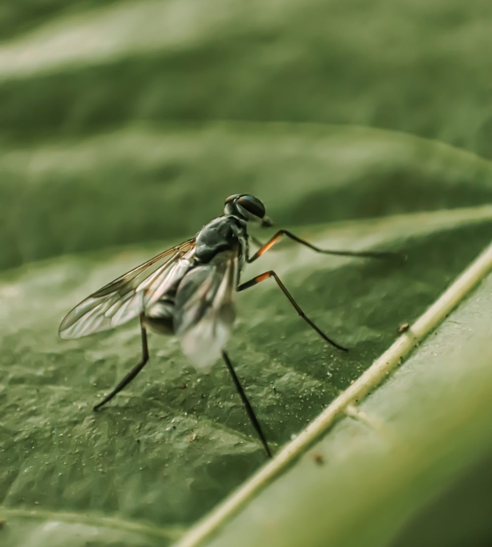 Mosquito resting on a green leaf in a backyard