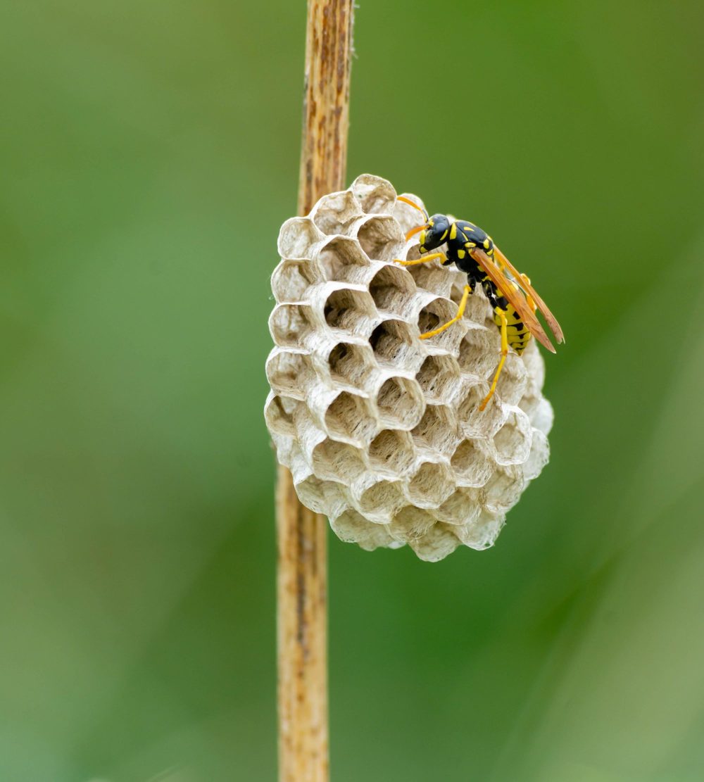 Paper wasp on its nest