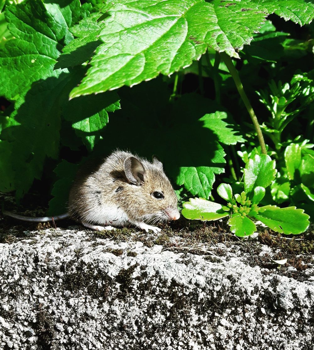 Brown rat on concrete next to plants outside a building