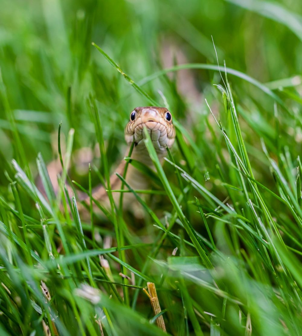 Snake moving through tall grass at the edge of a yard
