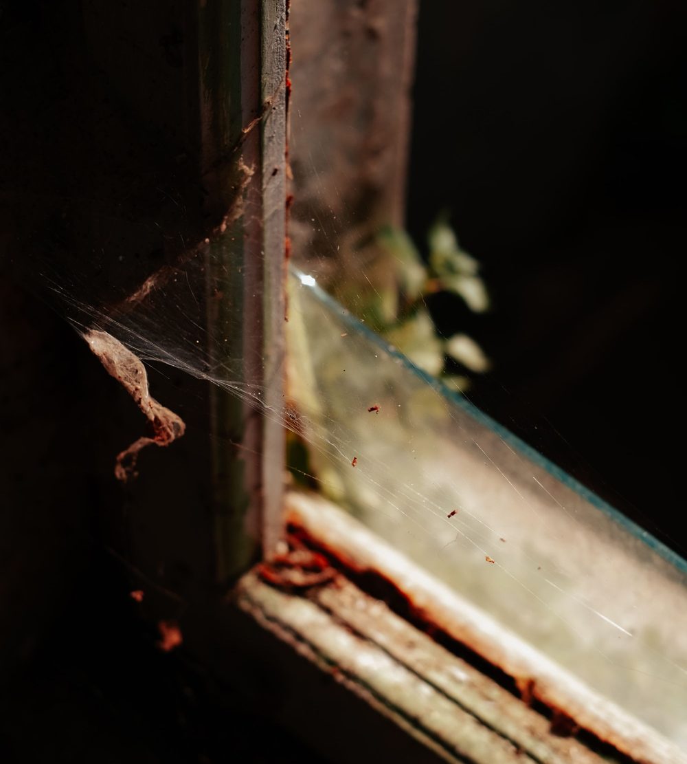 Spider web across an old window
