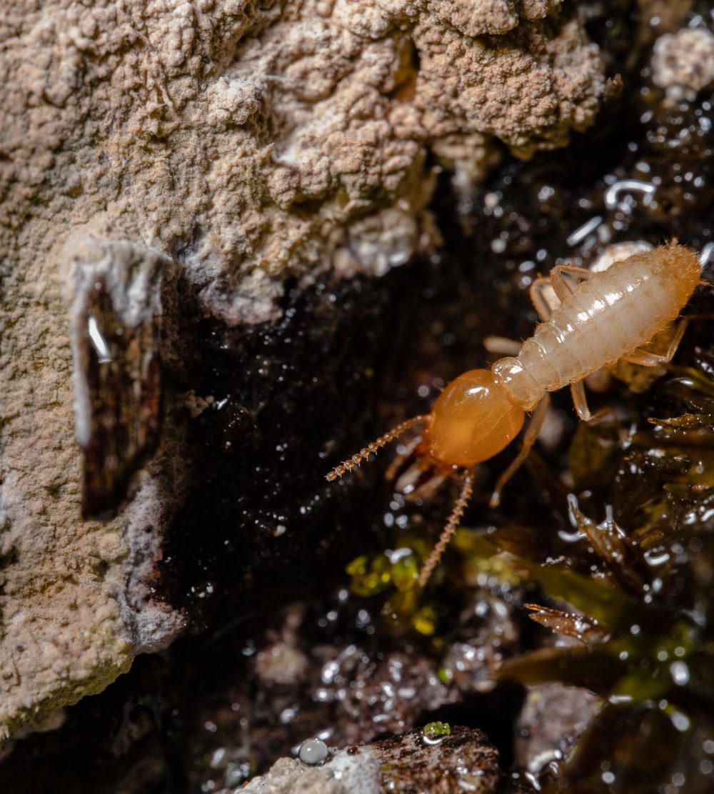 Macro photo of a termite