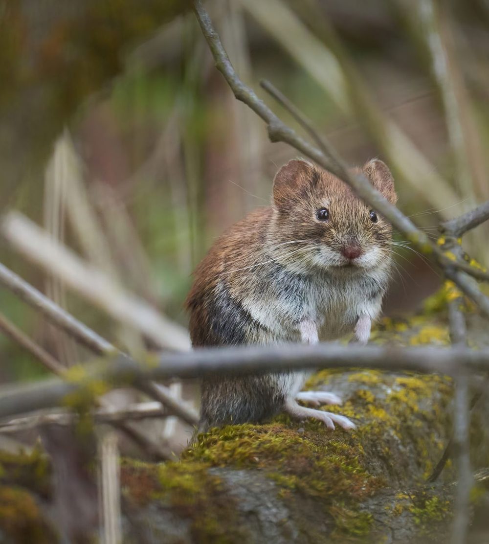 Vole on a mossy branch
