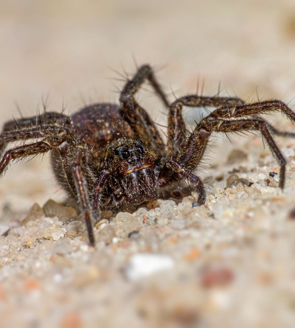 Close-up of a wolf spider