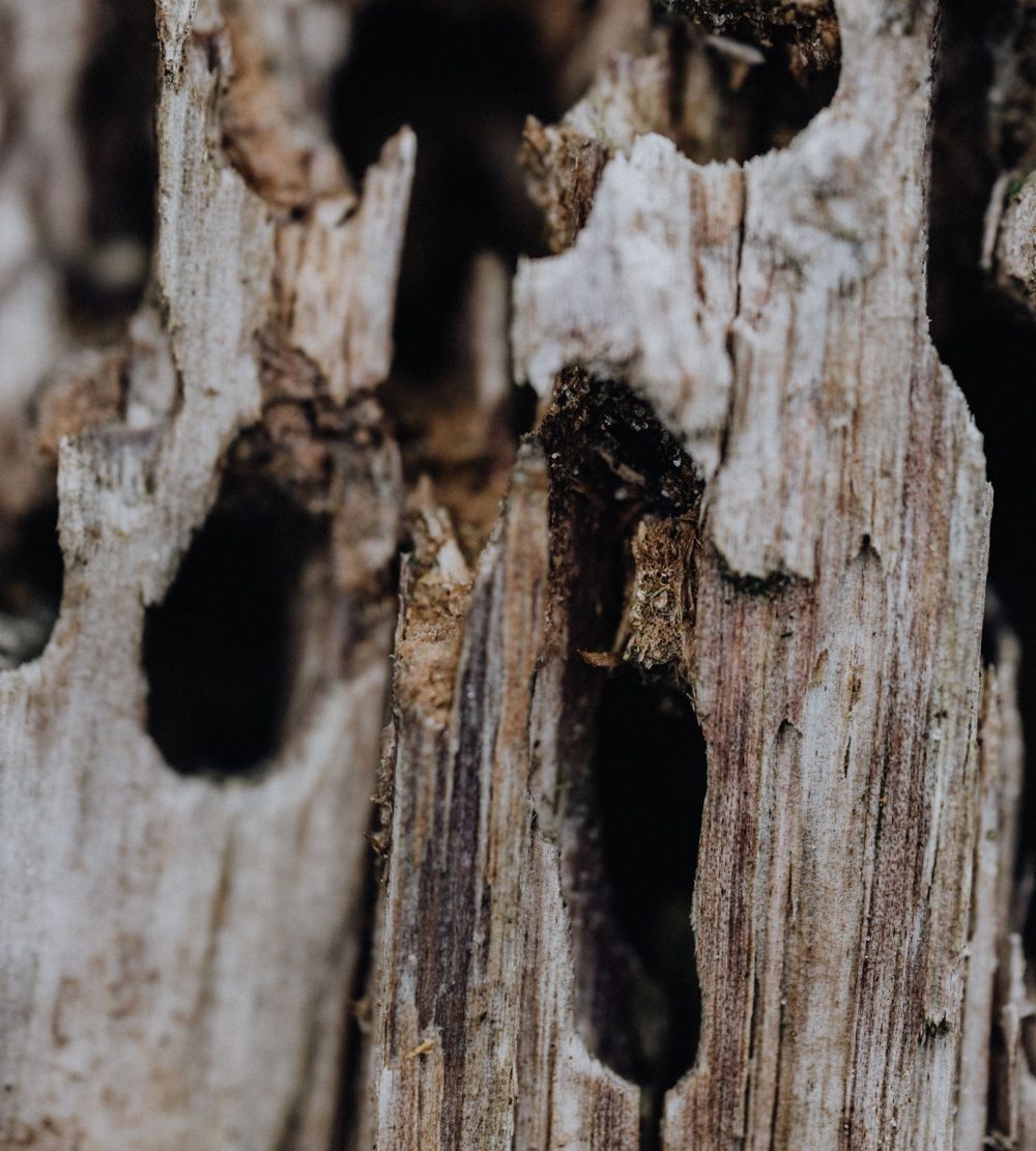 Old wood riddled with holes from insect damage
